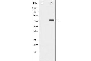 Western blot analysis of Tau phosphorylation expression in Mouse brain tissue lysates,The lane on the left is treated with the antigen-specific peptide. (MAPT antibody  (pSer422))
