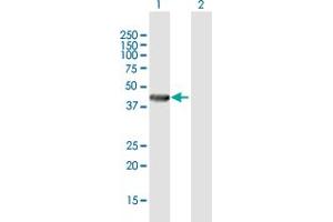 Western Blot analysis of RENBP expression in transfected 293T cell line by RENBP MaxPab polyclonal antibody. (RENBP antibody  (AA 1-417))