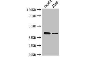 Western Blot Positive WB detected in: HepG2 whole cell lysate, A549 whole cell lysate All lanes: AMD1 antibody at 2. (AMD1 antibody  (AA 167-264))