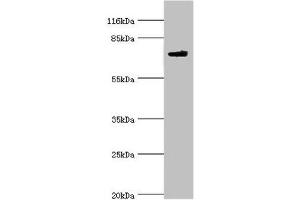 Western blot All lanes: MTMR7 antibody at 2 μg/mL + Mouse brain tissue Secondary Goat polyclonal to rabbit IgG at 1/10000 dilution Predicted band size: 76, 65 kDa Observed band size: 76 kDa