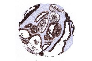 Prostate (Recombinant Prosaposin antibody)
