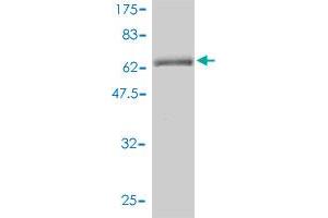 Western Blot detection against Immunogen (64.