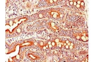 Immunohistochemistry of paraffin-embedded human small intestine tissue using ABIN7164109 at dilution of 1:100 (ARL6IP5 antibody  (AA 136-188))