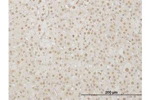 Image no. 1 for anti-LIM Homeobox 4 (LHX4) (AA 208-307) antibody (ABIN599314) (LHX4 antibody  (AA 208-307))