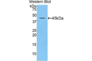 Western Blotting (WB) image for anti-Lipocalin 5 (LCN5) (AA 22-177) antibody (ABIN1859631) (LCN5 antibody  (AA 22-177))