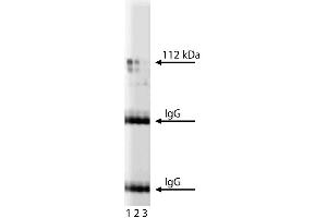 Western blot analysis of JIP-1 on a mouse cerebellum lysate. (MAPK8IP1 antibody  (AA 180-384))