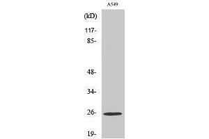 Western Blotting (WB) image for anti-rho GDP Dissociation Inhibitor (GDI) gamma (ARHGDIG) (Internal Region) antibody (ABIN6280900)