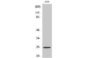 Western Blotting (WB) image for anti-rho GDP Dissociation Inhibitor (GDI) gamma (ARHGDIG) (Internal Region) antibody (ABIN3180861)