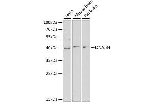 Western blot analysis of extracts of various cell lines, using DNAJB4 antibody (ABIN6292023) at 1:3000 dilution. (DNAJB4 antibody)