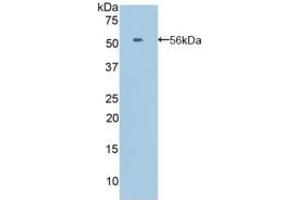 EFNA4 antibody  (AA 1-206)