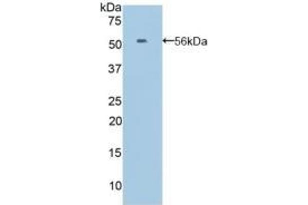 EFNA4 anticorps  (AA 1-206)