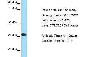 Western Blotting (WB) image for anti-CD58 (CD58) (C-Term) antibody (ABIN2789409) (CD58 antibody  (C-Term))