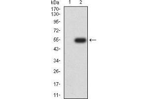 Western blot analysis using RAN mAb against HEK293 (1) and RAN (AA: 1-216)-hIgGFc transfected HEK293 (2) cell lysate.