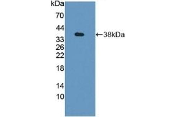 GBP4 antibody  (AA 1-304)