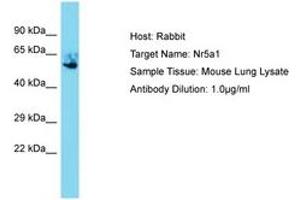 Image no. 1 for anti-Nuclear Receptor Subfamily 5, Group A, Member 1 (NR5A1) (AA 292-341) antibody (ABIN6750285)