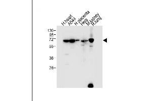 EHD2 antibody  (C-Term)