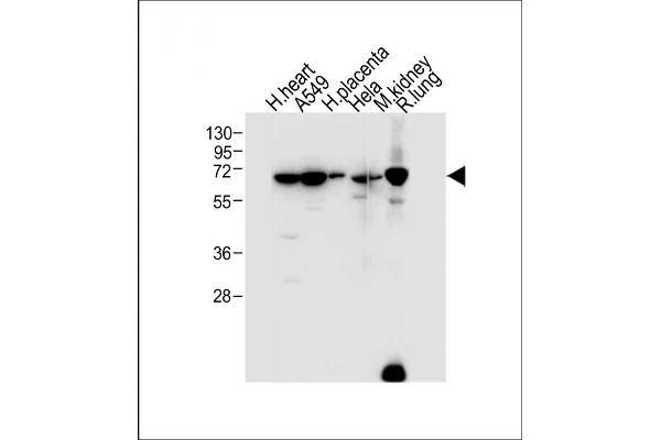 EHD2 antibody  (C-Term)