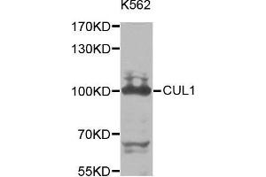 Western blot analysis of extracts of K562 cell line, using CUL1 antibody. (Cullin 1 antibody  (AA 500-776))