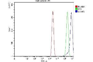 anti-Signal Transducing Adaptor Family Member 2 (STAP2) (AA 95-392) antibody
