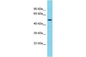 Host: Rabbit Target Name: TMEM143 Sample Type: Fetal Brain lysates Antibody Dilution: 1.
