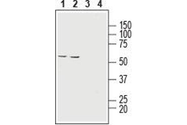 SLC16A1 antibody  (6th Extracellular Loop)