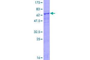 Image no. 1 for CD84 (CD84) (AA 1-328) protein (GST tag) (ABIN1348716) (CD84 Protein (CD84) (AA 1-328) (GST tag))