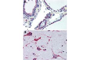 Immunohistochemical staining of formalin-fixed, paraffin-embedded human thyroid (A) and human brain (B), cortex tissue after heat-induced antigen retrieval.