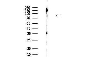 anti-Amyloid beta (A4) Precursor Protein-Binding, Family B, Member 2 (APBB2) (Internal Region) antibody