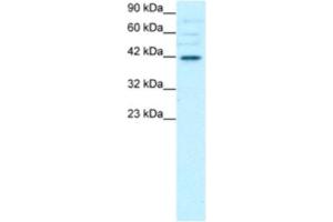 Western Blotting (WB) image for anti-POU Domain, Class 3, Transcription Factor 4 (POU3F4) antibody (ABIN2463850) (POU3F4 antibody)