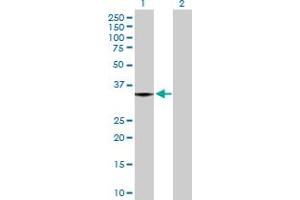 Western Blot analysis of MGLL expression in transfected 293T cell line by MGLL MaxPab polyclonal antibody.