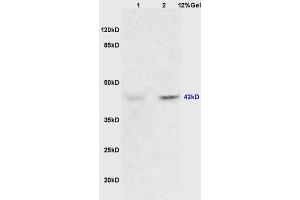 Lane 1: mouse heart lysates Lane 2: mouse brain lysates probed with Anti ERK1/2(p42/p42 MAPK) Polyclonal Antibody, Unconjugated (ABIN748373) at 1:200 in 4 °C.