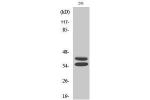 Western Blotting (WB) image for anti-Paired Box Gene 2a (PAX2A) (Internal Region) antibody (ABIN3186339) (PAX2A antibody  (Internal Region))