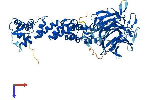 Kelch-Like 38 (KLHL38) (AA 1-581) protein (His tag)