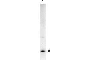 Western Blot showing detection of Rat IL-17A. (Interleukin 17a antibody  (Biotin))