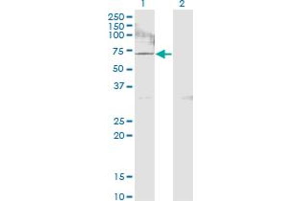 ACSS2 antibody  (AA 32-130)