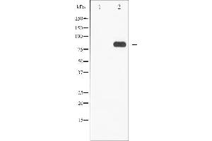 Western blot analysis of STAT5A/B phosphorylation expression in EGF treated Jurkat whole cell lysates,The lane on the left is treated with the antigen-specific peptide. (STAT5 A/B antibody  (pSer725, pSer730))