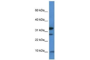 Western Blot showing Mrps33 antibody used at a concentration of 1. (MRPS33 antibody  (Middle Region))