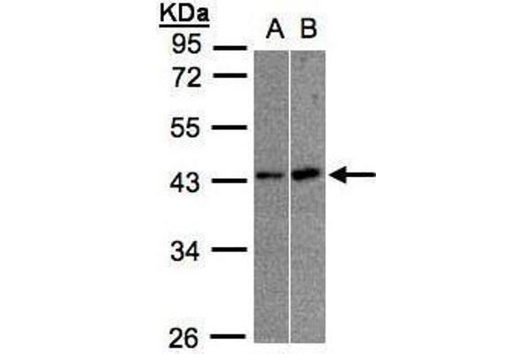 MBNL3 antibody
