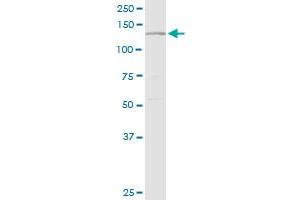 PLCG2 MaxPab rabbit polyclonal antibody. (Phospholipase C gamma 2 antibody  (AA 1-1265))