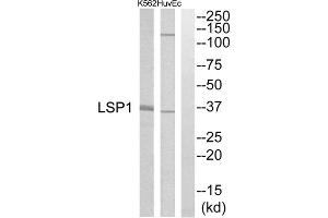 Western blot analysis of extracts from HuvEc cells and K562 cells, using LSP1 antibody. (LSP1 antibody  (Internal Region))