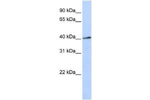 Western Blotting (WB) image for anti-Forkhead Box L1 (FOXL1) antibody (ABIN2457911) (FOXL1 antibody)