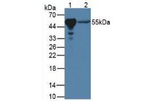 Figure. (PPARG antibody  (AA 311-493))