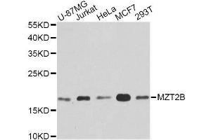 Western blot analysis of extracts of various cell lines, using MZT2B antibody. (MZT2B antibody  (AA 1-158))
