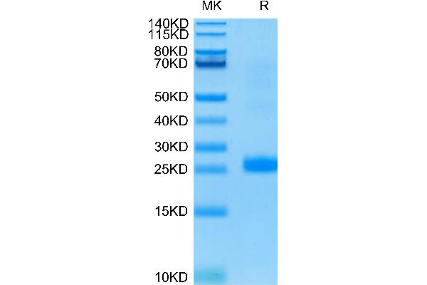 TNFSF14 Protein (AA 74-240) (His tag)