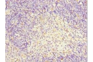 Immunohistochemistry of paraffin-embedded human thymus tissue using ABIN7143883 at dilution of 1:100