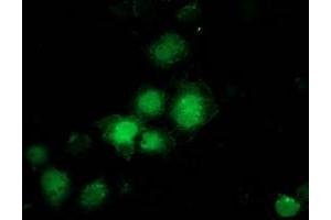 Anti-PNMT mouse monoclonal antibody (ABIN2454517) immunofluorescent staining of COS7 cells transiently transfected by pCMV6-ENTRY PNMT (RC206586). (PNMT antibody)
