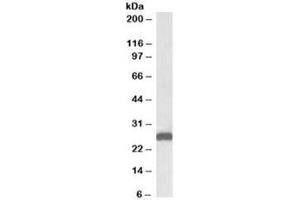 Western blot testing of mouse liver lysate with ETFB antibody at 0. (ETFB antibody)