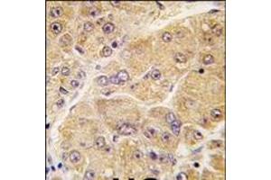Image no. 1 for anti-Sclerostin (SOST) (AA 141-171), (Middle Region) antibody (ABIN358752) (Sclerostin antibody  (Middle Region))