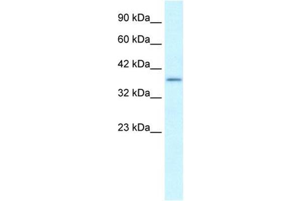 SOX18 antibody  (Middle Region)
