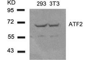 Image no. 4 for anti-Activating Transcription Factor 2 (ATF2) (Ser44), (Ser62) antibody (ABIN197144)